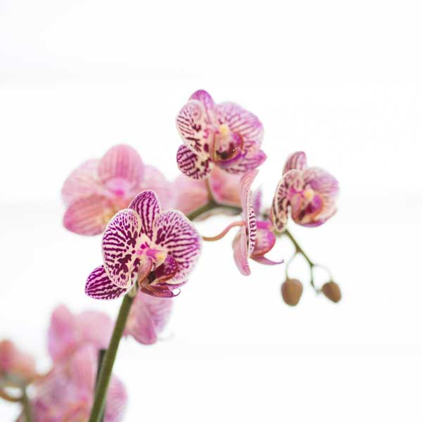 Kontakt Praxis Handwerk - Osteopathie und Physiotherapie